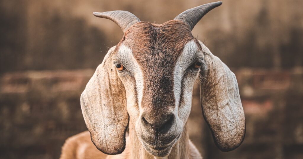Horned Goat Headshot