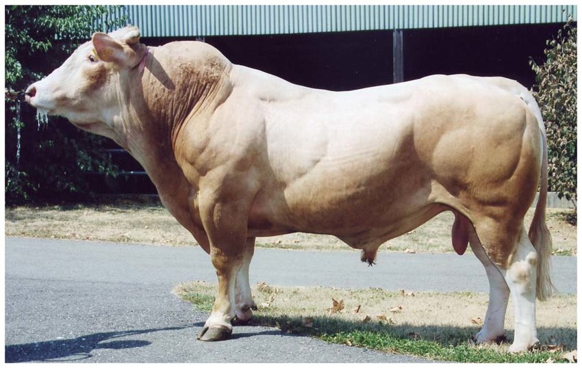 Belgian Blue bull